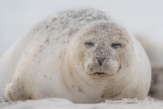 Helgoland - Heinz Haberl