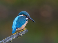 Roland Seichter - Eisvogel