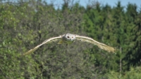 20110522_wildpark__poing_0074_b