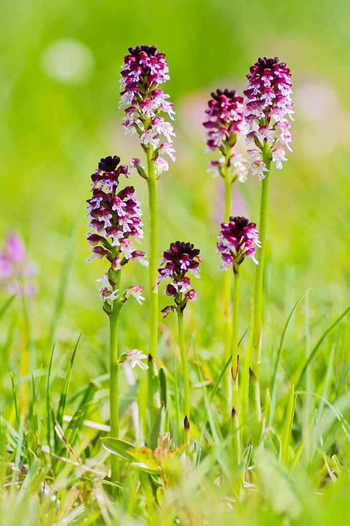 Brandknabenkraut (Orchis ustulata) 