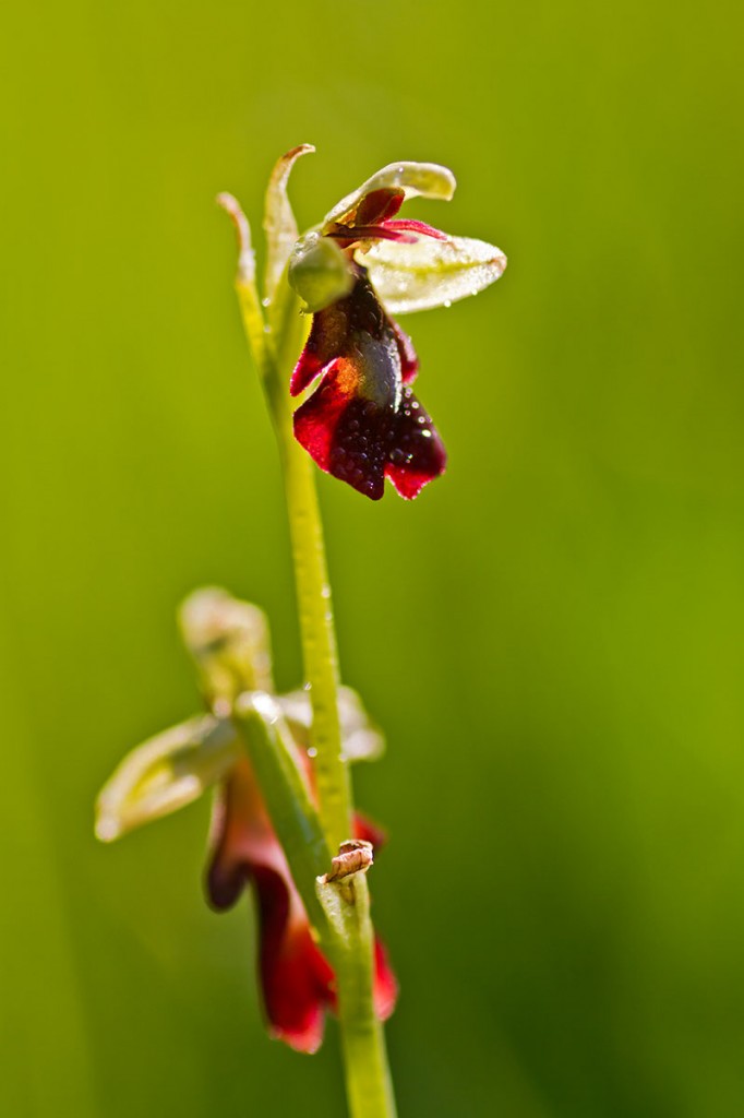Fliegenragwurz (Ophrys insectifera)