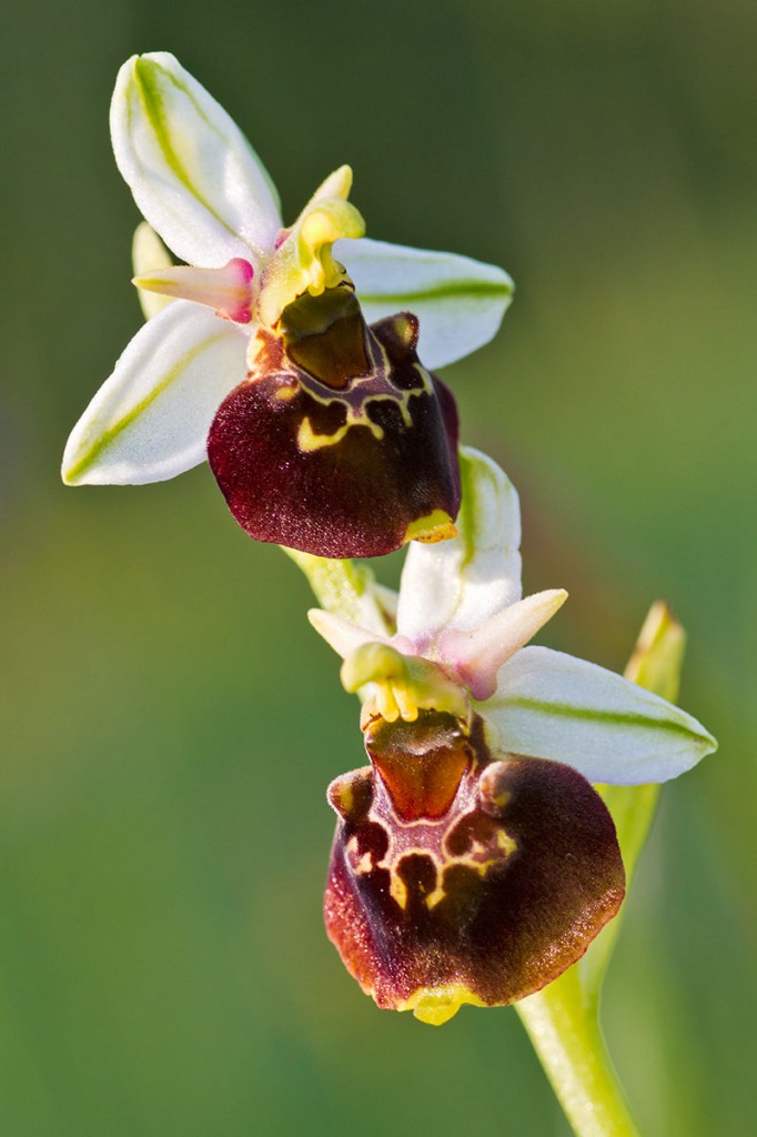 Hummelragwurz (Ophrys holoserica)