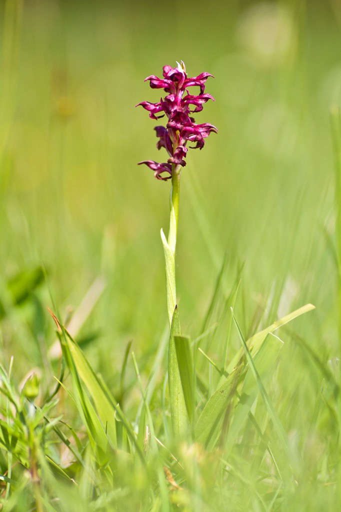 Wanzenknabenkraut (Orchis coriophora)